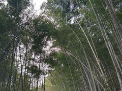 -黄山翡翠谷景区