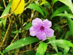 -亚龙湾热带天堂森林公园