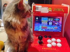 -猫色咖啡·猫咖