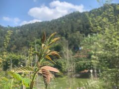 -楠柏弯休闲山庄(梨花溪店)