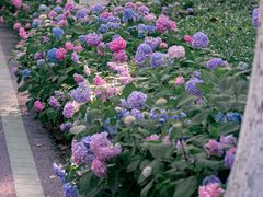 -合肥滨湖国家森林公园