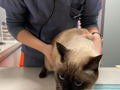 -伟伟宠物医院·瑞派猫友好医院·猫科(光谷店)