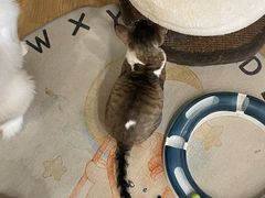 -有喵·猫咖·狗咖·30几只猫10只小狗(岗厦店)
