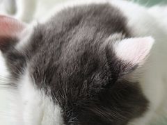 -怪兽屋·羊驼·猫咖·狗咖(俊华广场店)