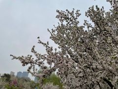 -海棠花溪(元大都城垣遗址公园)