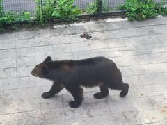 -大连森林动物园