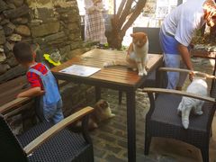 露天位-喵屿·大理花园猫咖