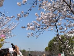 -高东镇樱花园