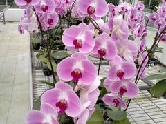 -兰陵国家农业公园