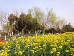 圩墩公园-圩墩遗址公园