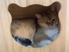 -柴迷FANS CLUB·柴犬狗咖·猫咖