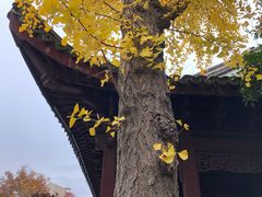 -檀园