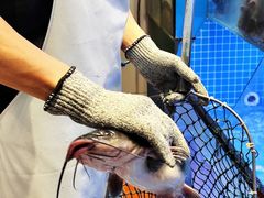 -鱼酷活鱼烤鱼(恒隆广场店)