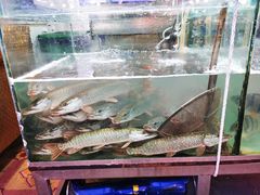 水产区-煲来饱去冷水鱼