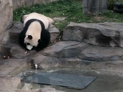 -上海野生动物园