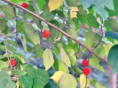 -北京西山国家森林公园