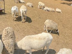 -大连铭湖国际观光牧场