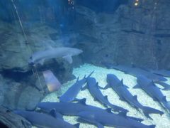 -烟台海昌鲸鲨海洋公园