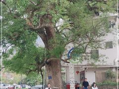 -遇龙河大樟树农家乐