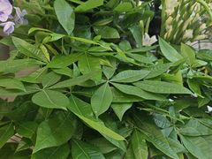 -淘花源花艺鲜花店 开业花篮 绿植(南部商务区店)