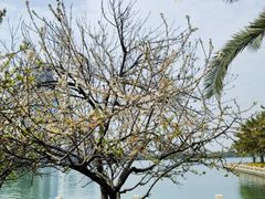 -白鹭洲公园