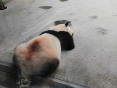 -西安秦岭野生动物园