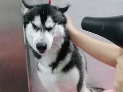 -宠福鑫康馨动物医院·骨科·眼科