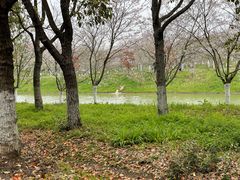 -上海海湾国家森林公园