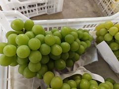 -马陆小张葡萄园农家乐