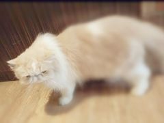 -more than meow吴止猫主题餐厅(承德 中船汇店)