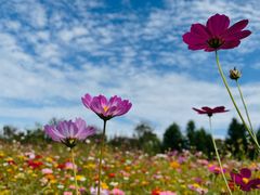 -上海滨江森林公园