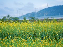 -光明小镇欢乐田园