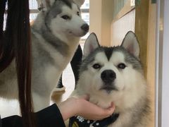 -Husky Go! 哈士奇体验馆·宠物咖啡厅狗咖