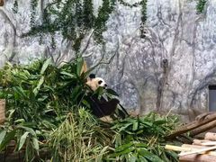 -深圳野生动物园