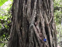 -中国科学院西双版纳热带植物园