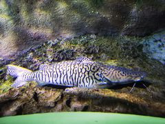 -上海海洋水族馆