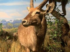 -陕西自然博物馆