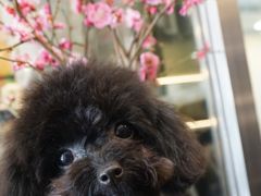 -PETKIT小佩宠物(古北店)