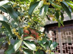 -灯盏窝饭店(新都分店)