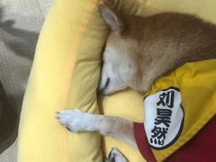 -逗柴咖啡屋·狗咖猫咖宠物桌游