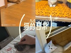 -欣宠猫屋·矮脚拿破仑·蓝金金渐层