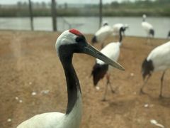 -盐城丹顶鹤湿地生态旅游区