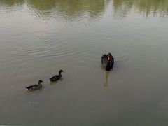 android_upload_pic-溱湖国家湿地公园