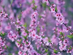 -贡湖湾湿地公园