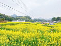 -桑洲油菜花景区