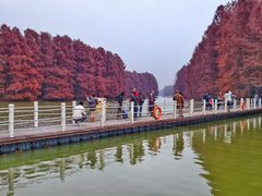 -上海海湾国家森林公园