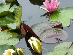 -莲花池公园