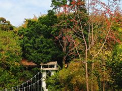 -西双版纳原始森林公园