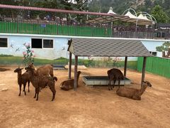 -西霞口神雕山野生动物世界