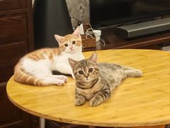 -美联众合宠物医院·爱萌分院·内外科·猫科中心
